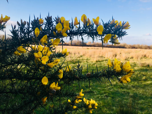 Sustainable beauty, West Wales