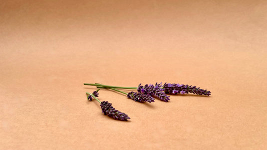 PLANTING AROMATICS. YESTERDAY, TODAY AND FOR TOMORROW