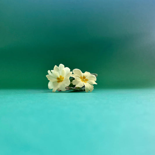 Spring, ORTIR Apothecari