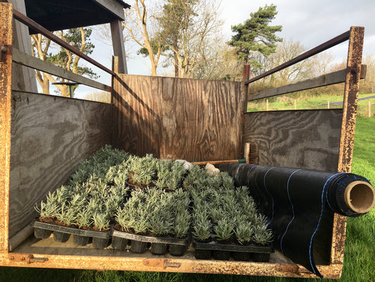 Trailer with scented crops ready to take into the fields to plant