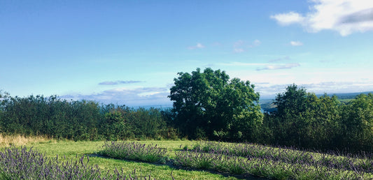 Niche perfume house harvesting and distilling from Welsh soil