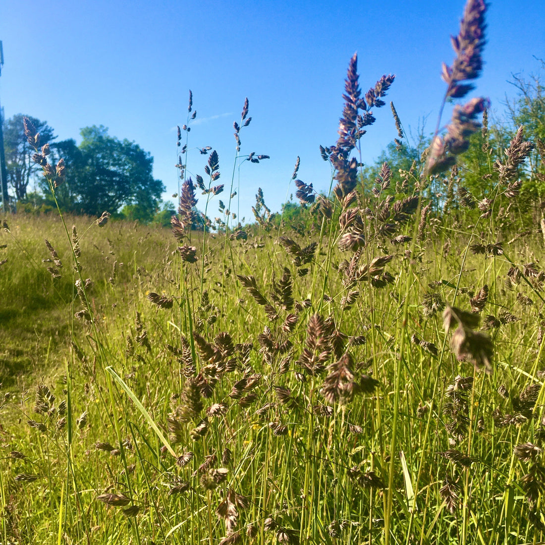 ORTIR Apothecari Meadow