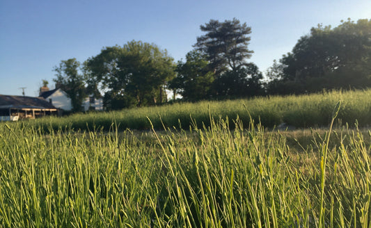 ORTIR Apothecari Aromatic Crop Field