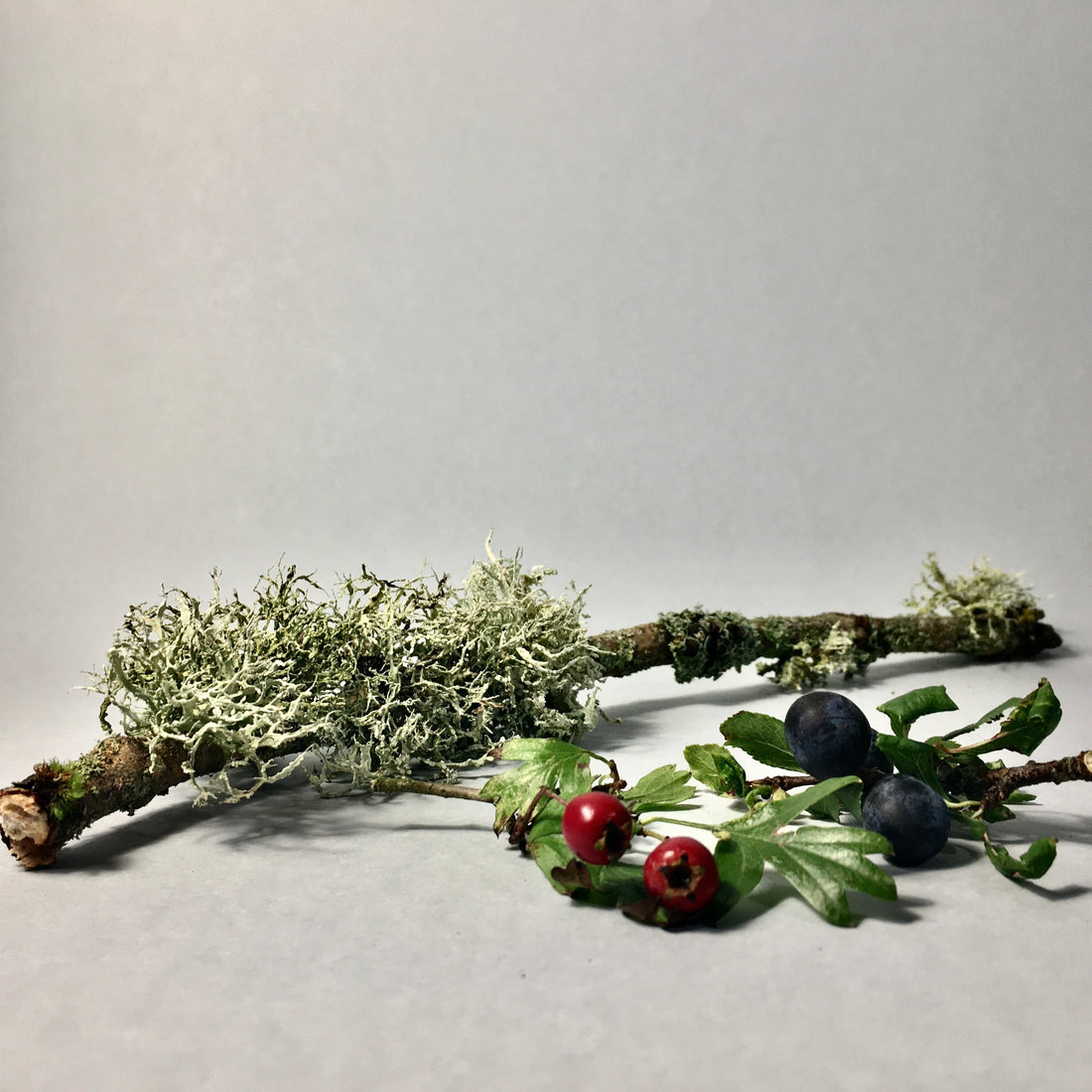 Foraging for Fragrance