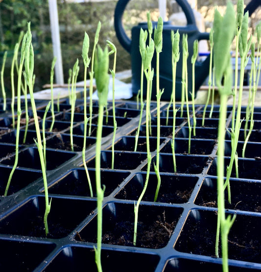 ORTIR Apothecari seedlings