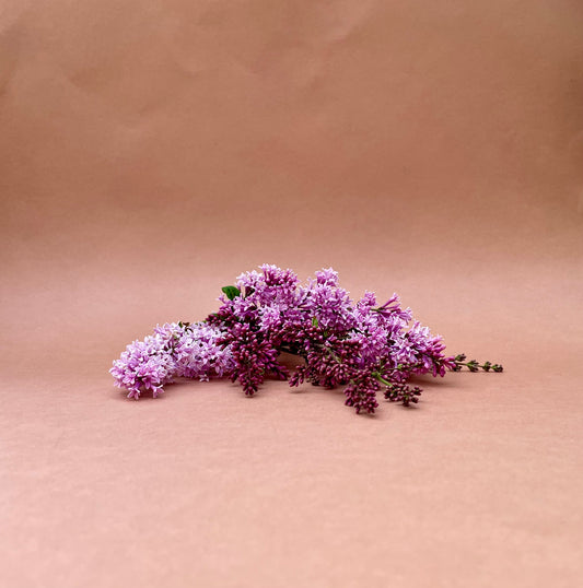 Lilac blossom