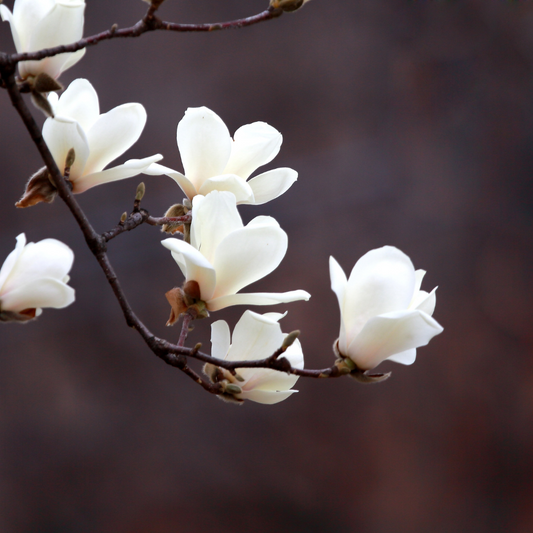 Magnolia Blossom, ORTIR Apothecari