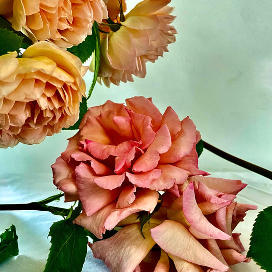 Rose, ORTIR Apothecari