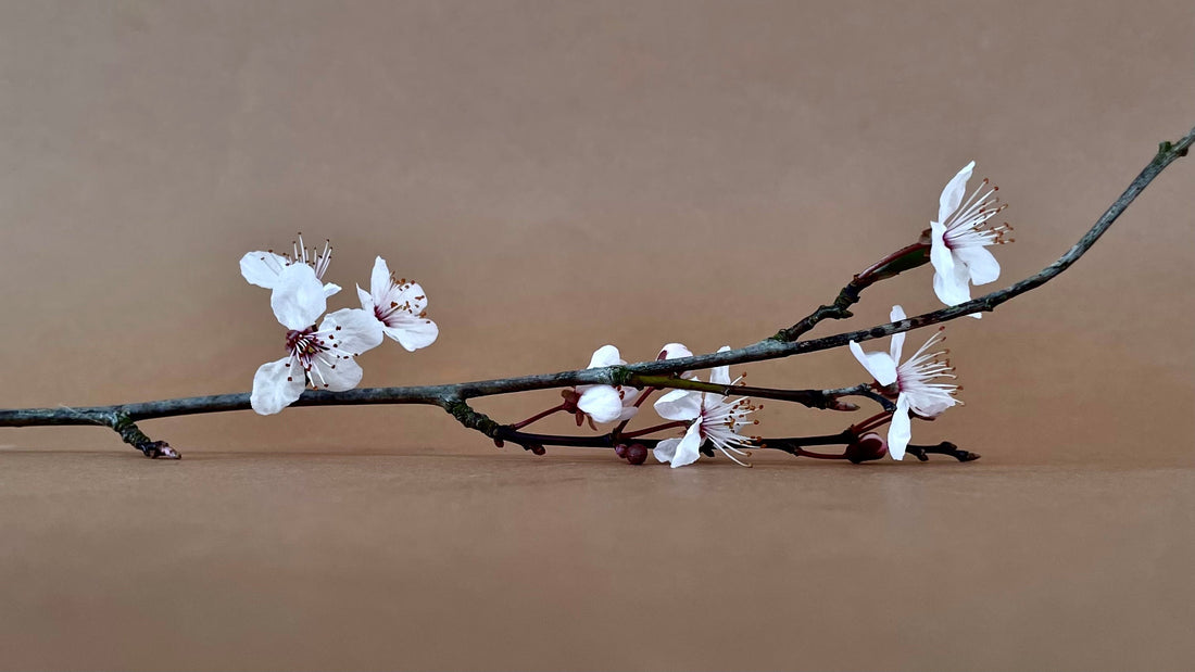 BLOSSOM UP