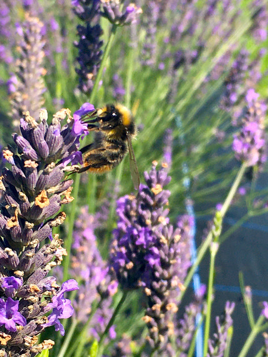 Bees harvesting nectar from lavender