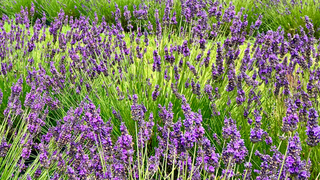 ORTIR Apothecari lavenders