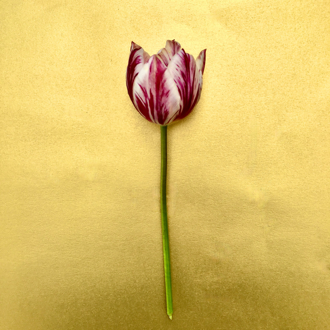 ORTIR Apothecari tulip